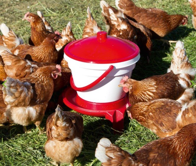 Poultry Drinker Bucket without Feet 18L - Farmacy